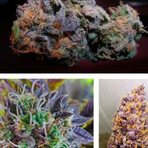 Purple Haze