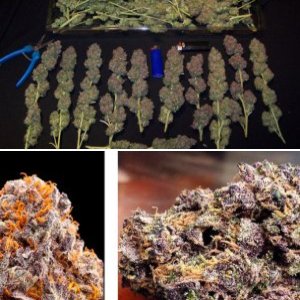Purple Urkle