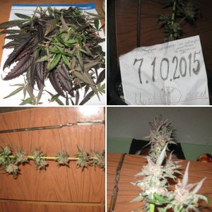 2015