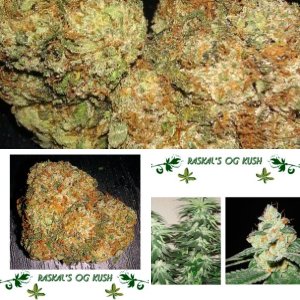 Raskal’s OG Kush 
