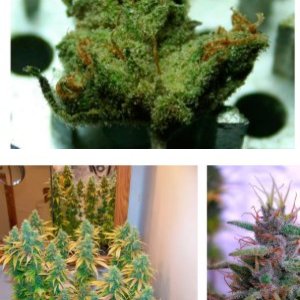 Sharksbreath