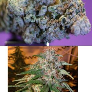 Sour Dream 