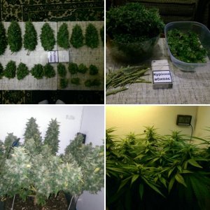 AK 47 (AutoFem) 145 дней 75г. сухих