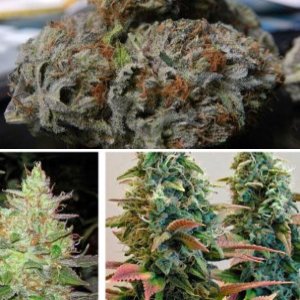 Strawberry Diesel
