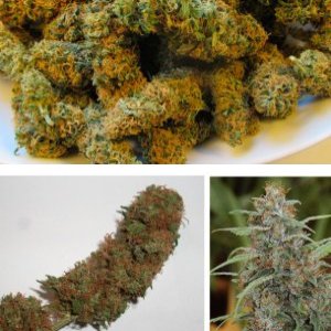THC Bomb