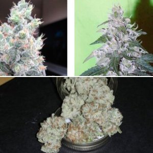 White Rhino