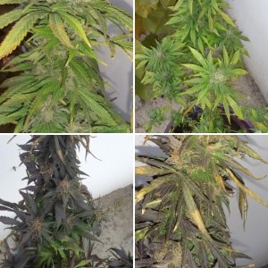 somango fem