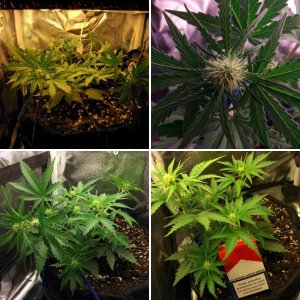 Auto Blue Mystic (Nirvana) / CFL 150 / Земля / INDOOR [35x35