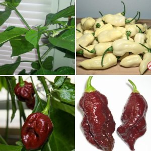 Moruga Trinidad Scorpion