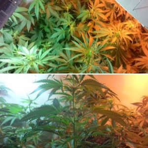 Critical+ на рассвете