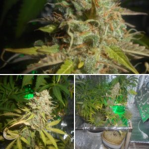 my autoCritical_fem