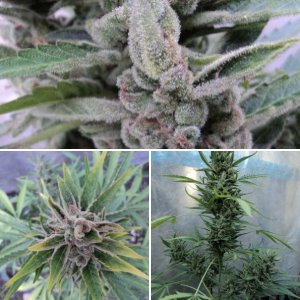 Auto Amnesia fem (Ganja Seeds)