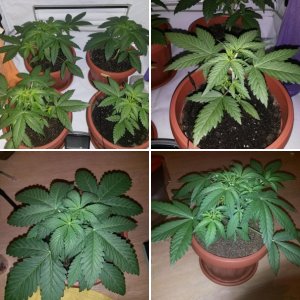 Auto Bubble Gum Fem