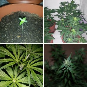 Auto Diesel Fem