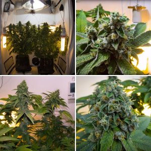 Laughing Buddha - Barney's Farm﻿﻿﻿﻿﻿ / THE OG №18-DNA Reserv