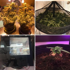 Мой первый Grow