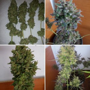 Растения