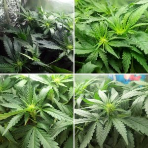 Sensi Star fem. х2