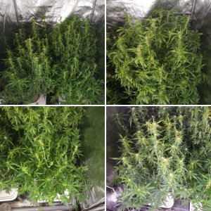 Niagara Doctor's chois