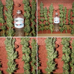 Super Lemon Haze fem & Amnesia fem from Ganga Seeds