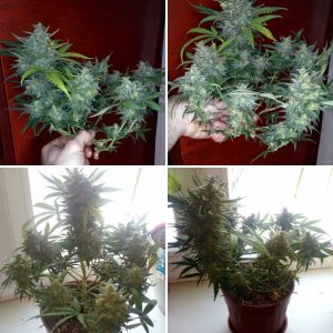 Killer Kush auto fem.
