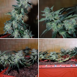 Blueberry auto fem. от GanjaSeeds + Advanced Nutrients