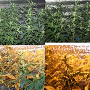 Big devil auto fem