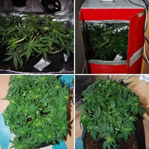 Blueberry auto fem. 2018