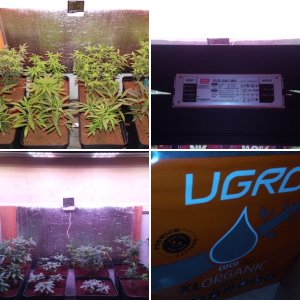 9 strains