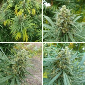 Northern Lights