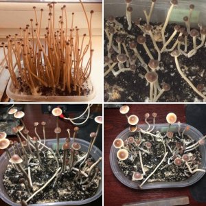 Псилоцибе Тампаненсис psilocybe tampanensis
