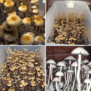 Panaeolus  Cyanescens Goliath