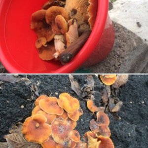 Январские Грибы ,Фламулина зимняя