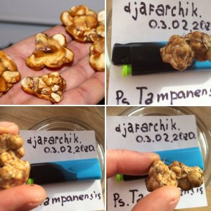 Философские камни  psilocybe tampanensis