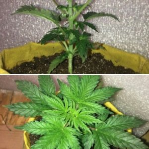 Auto Hindu Kush ES