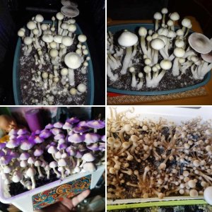 Albino A+ 