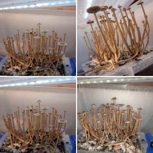 Psilocybe Galindoi ,матричный мицелий в чп
