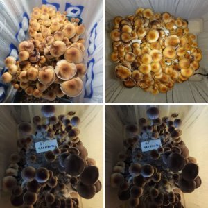 Golden Teacher--Золотой Учитель
