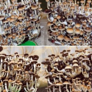 Psilocybe Cubensis McKennaii
