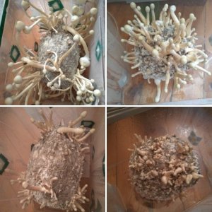 cubensis RustyWhyte