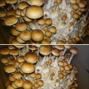 cubensis KRS