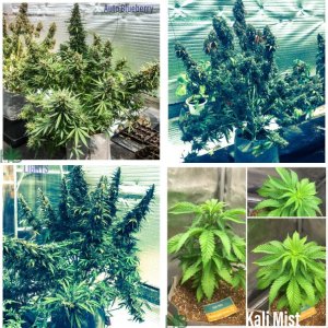 Photo Bank Strains