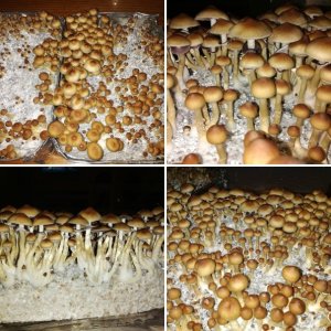 Иерусалимский десант. GT-PB : Зерно -Кейсинг
