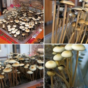 Panaeolus Cambodginiensis