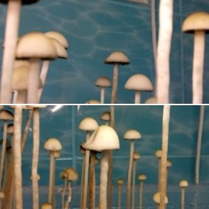 Panaeolus Jamaica от Твикса