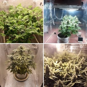 Georgian Grower Haoss (Ganjaseed seeds)