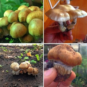 Аутные кубенсисы от камрада Ангам