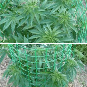 California Hash Plant