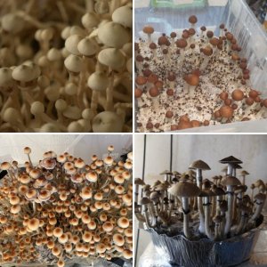 Фото псилоцибиновых грибов