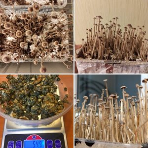 Psilocybe tampanensis №2